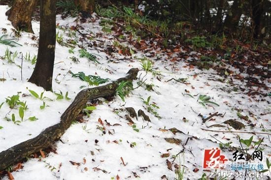 天門四月天 春雪云海齊露臉