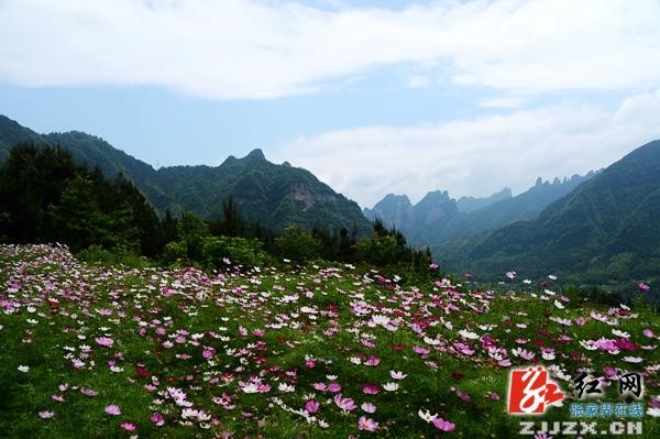 五月遇上格桑花  張家界武陵源一鄉村初夏風光迷人